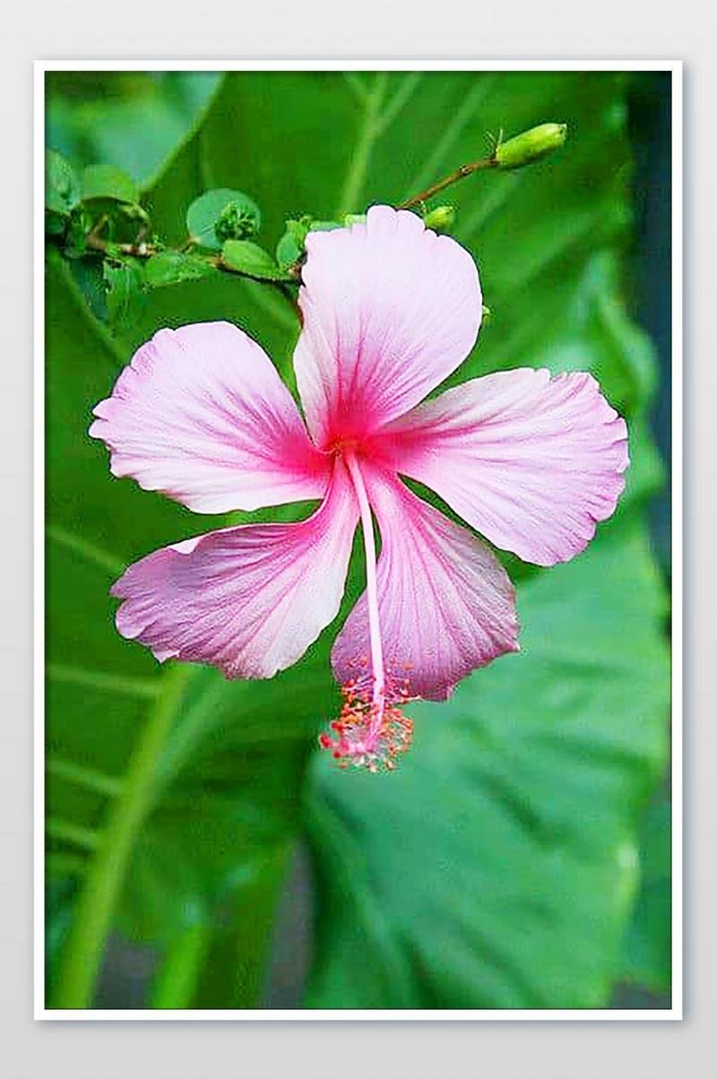 Тропический цветок с розовой и синими цветками
