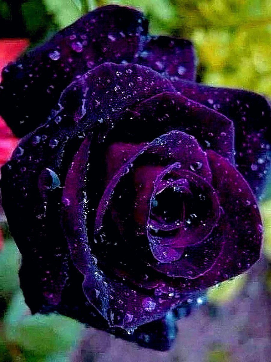 Сорт розы фиолет вельвет