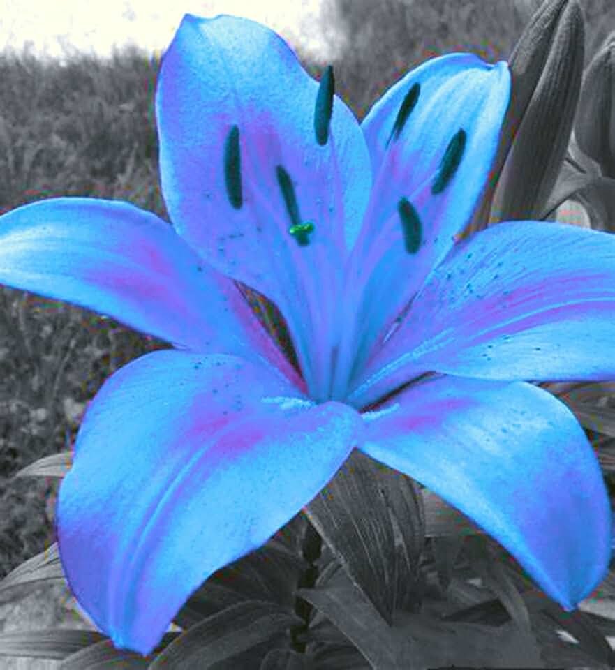 Лилия голубой ангел