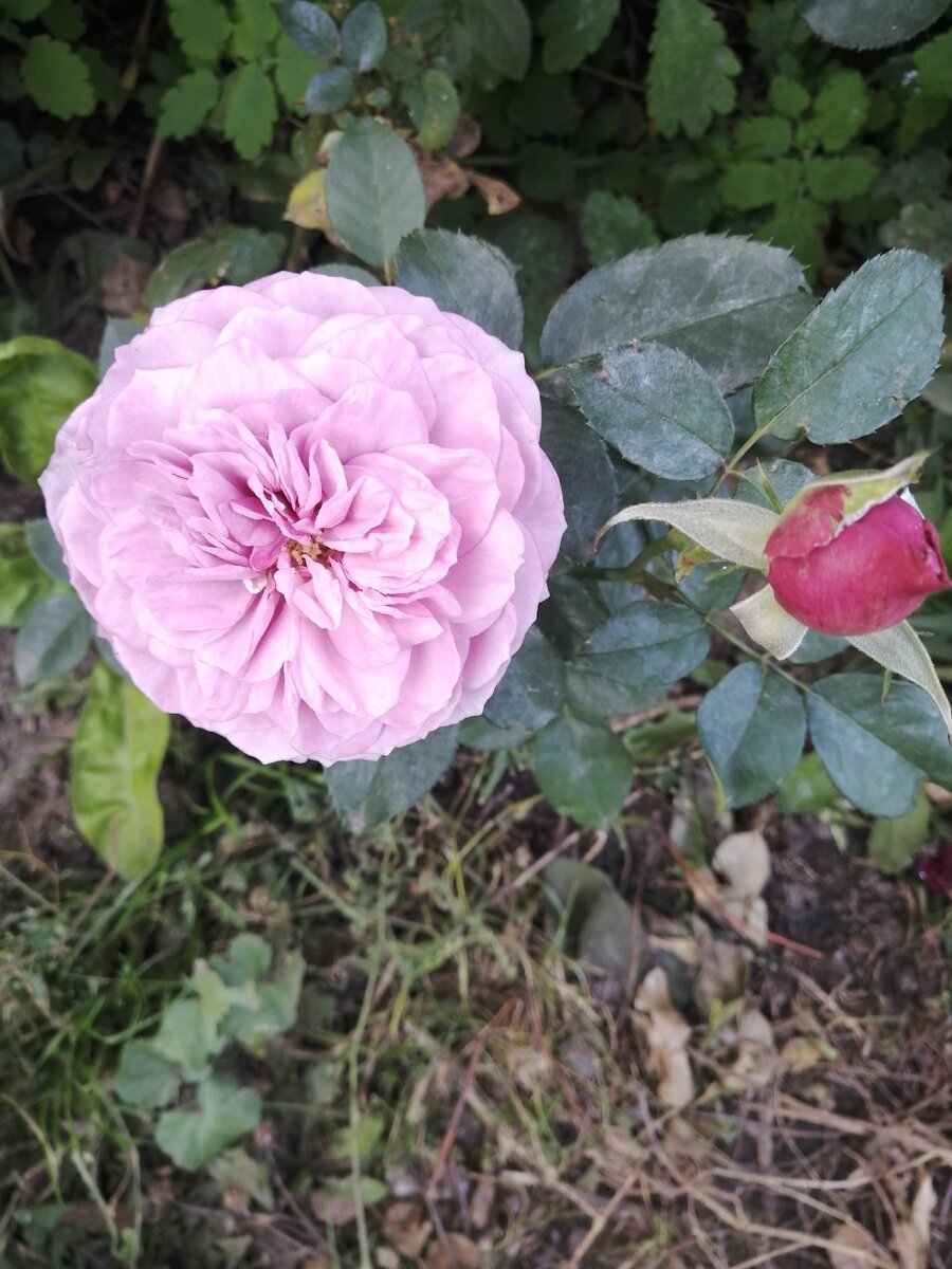 Хикимбоши розы