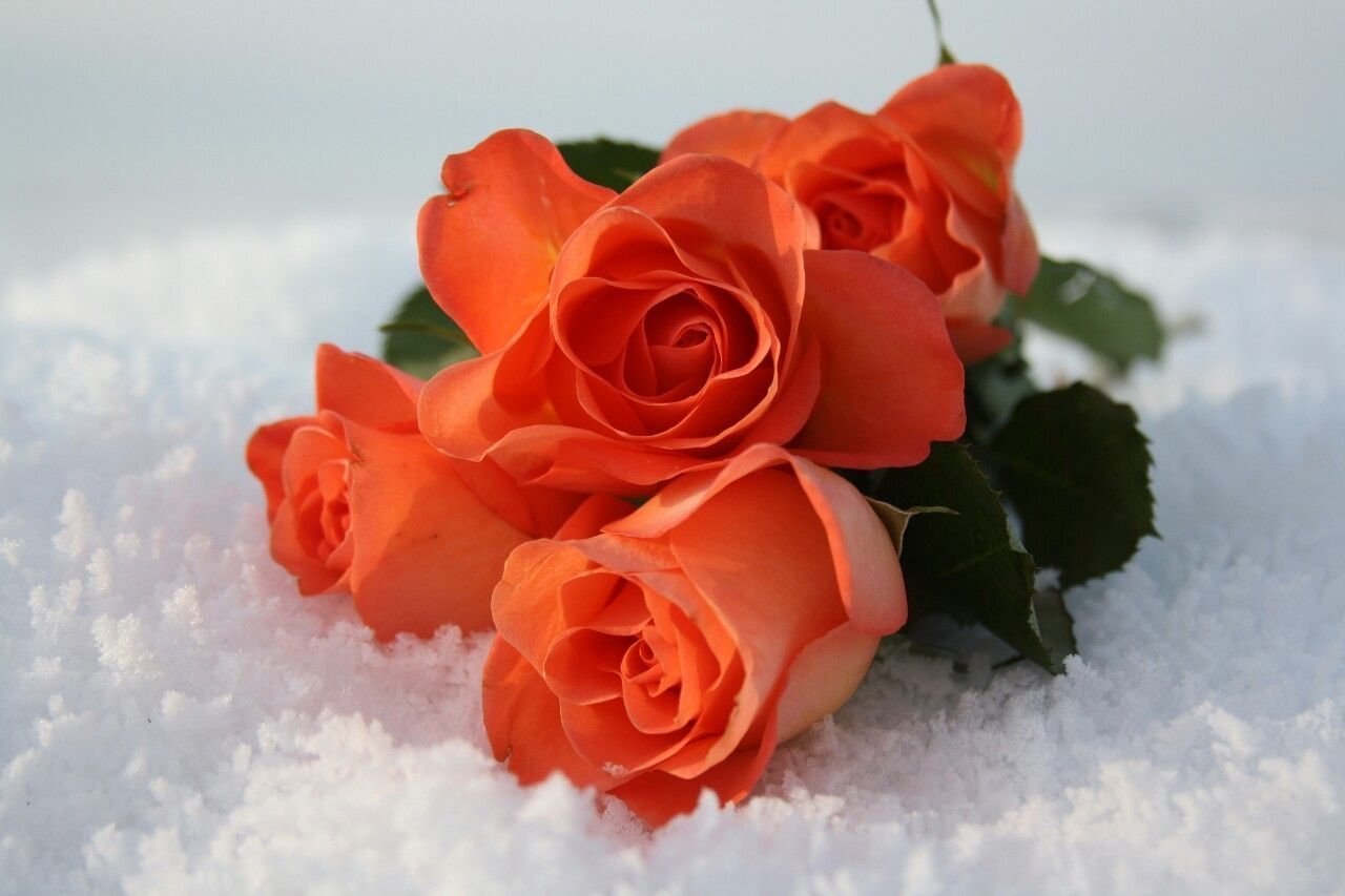 Розы снег красиво. Цветы в снегу. Букет цветов на снегу. Красивые розы на снегу. Букет роз на снегу.