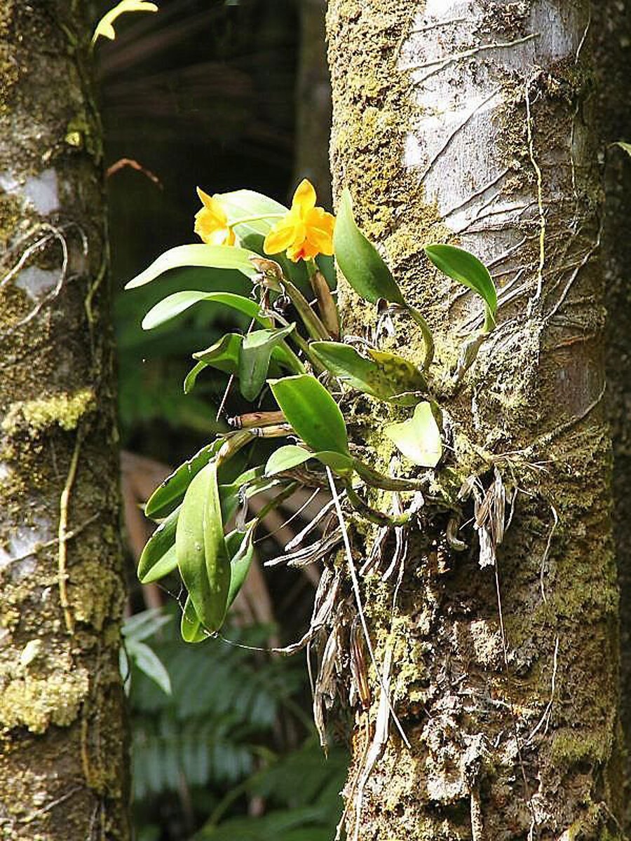 Эпифитная Орхидея