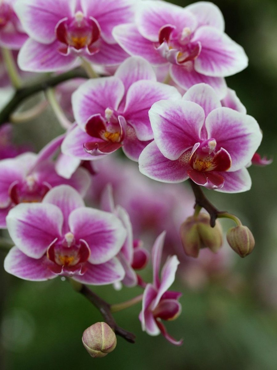 Орхидея армион