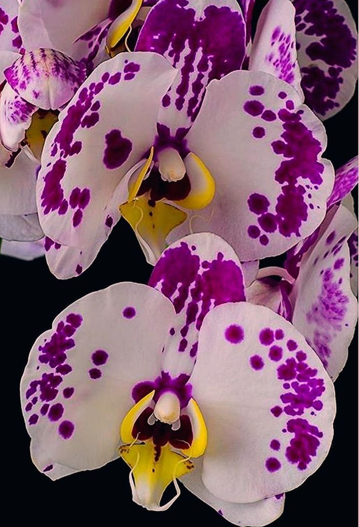 Romanion Орхидея