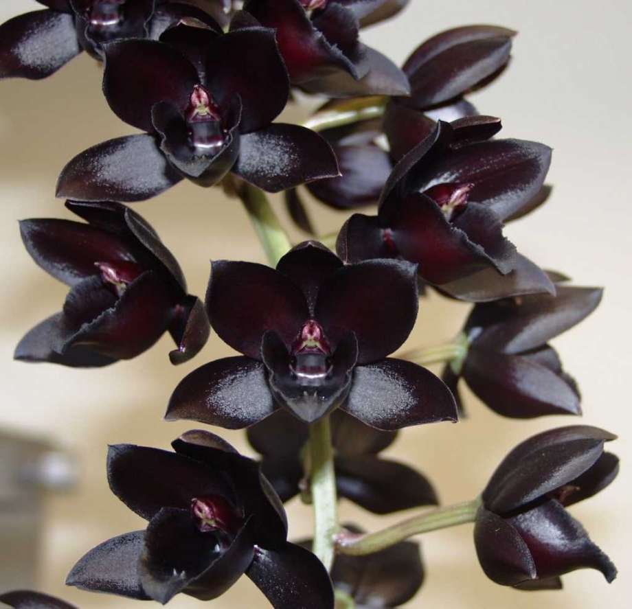 Орхидея Блэк принц
