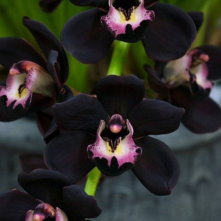 Орхидея фаленопсис черная
