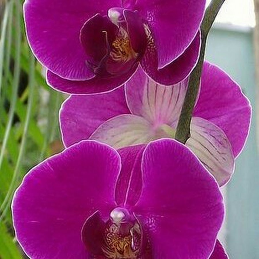 Фаленопсис фиолетовый сорта