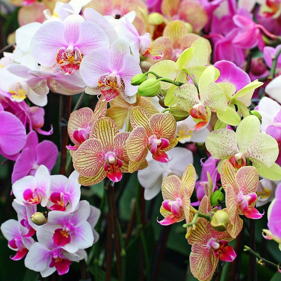 Йоханнесбург орхидея
