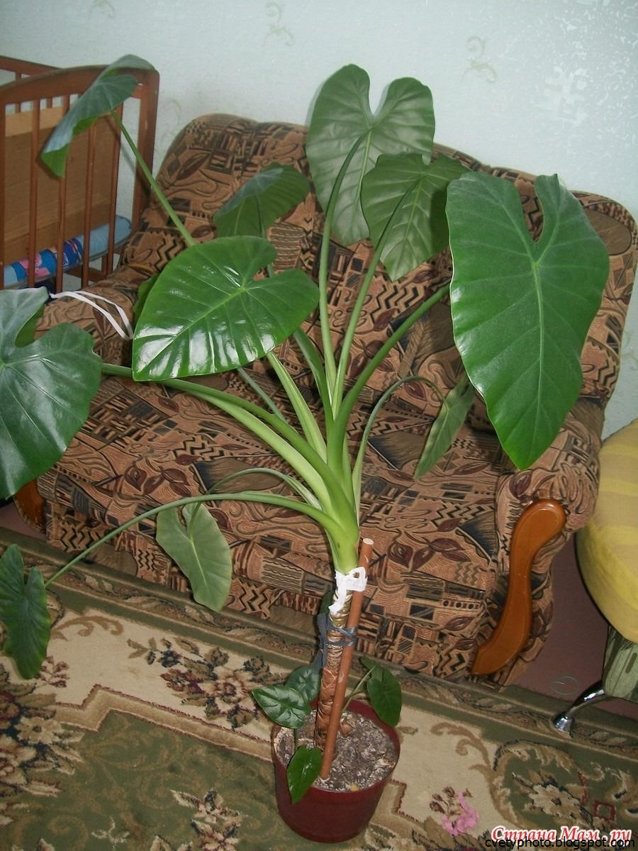 Комнатное растение с широкими листьями