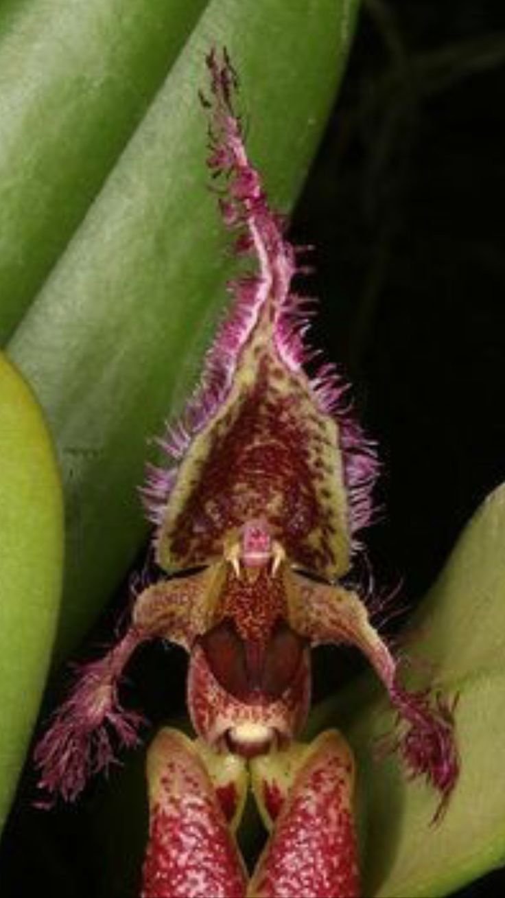 Орхидея Цирропеталум