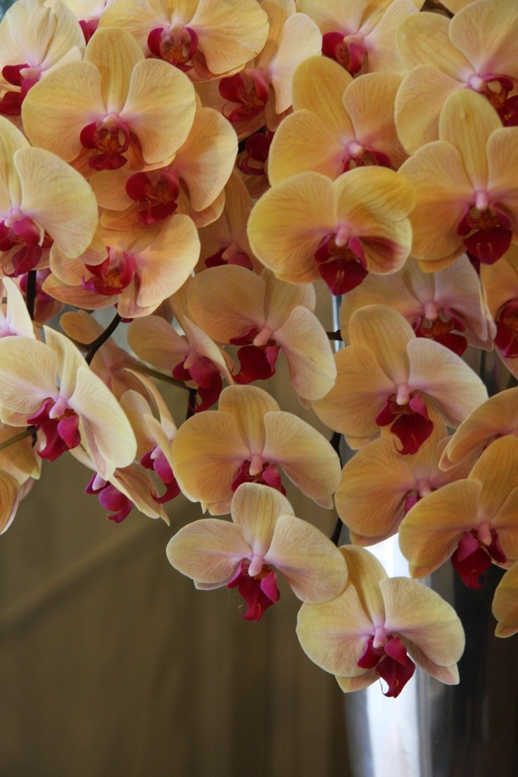 Орхидея Phal Red Lips