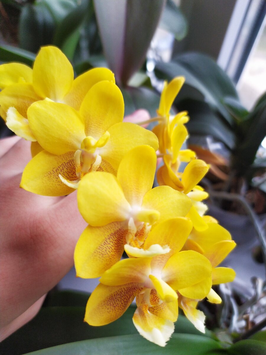 Орхидея желтый шоколад