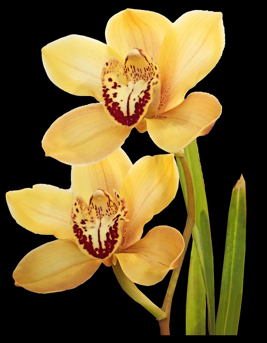 Орхидея Еллоу