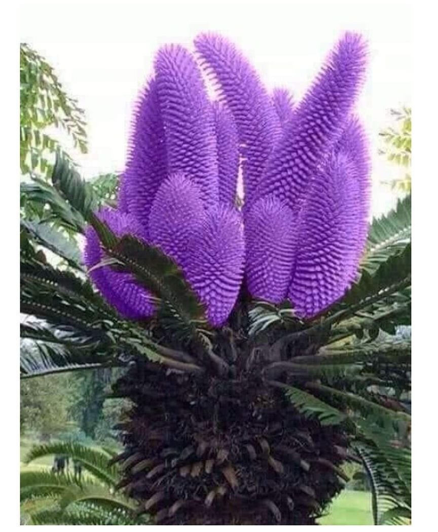 Саговая Пальма фиолетовая Цикас