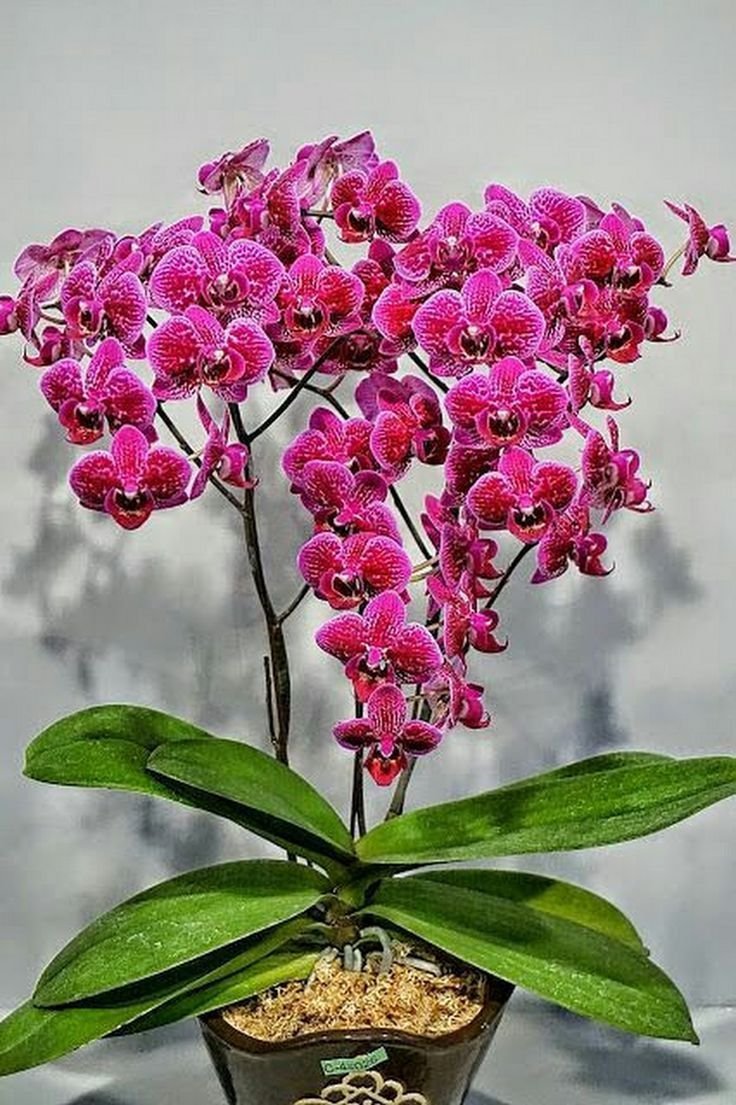 Орхидея Даймонд Кинг