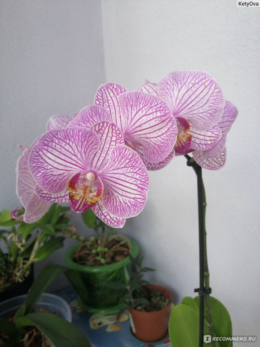 Орхидея Шоупис