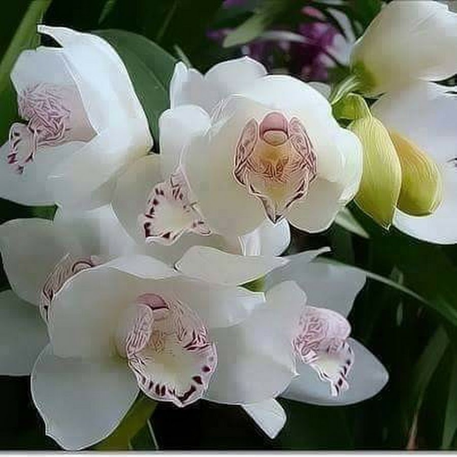 Орхидея Садовая белая