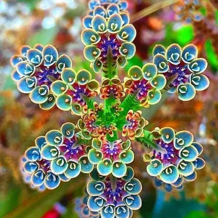 Необыкновенные цветы