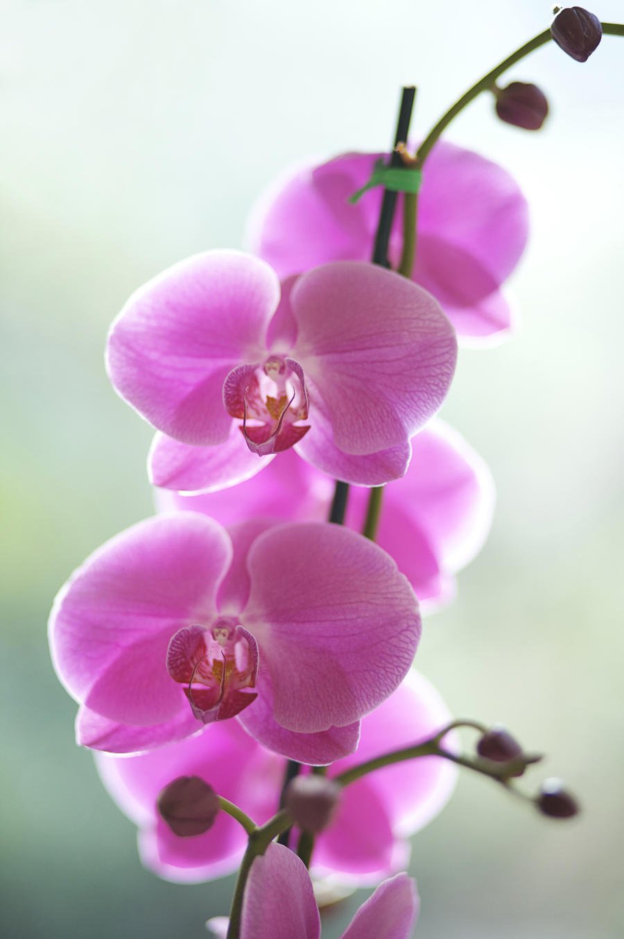 Розовая Орхидея фото