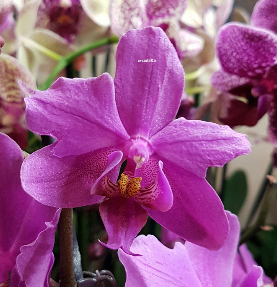 Орхидея фаленопсис Пасадена