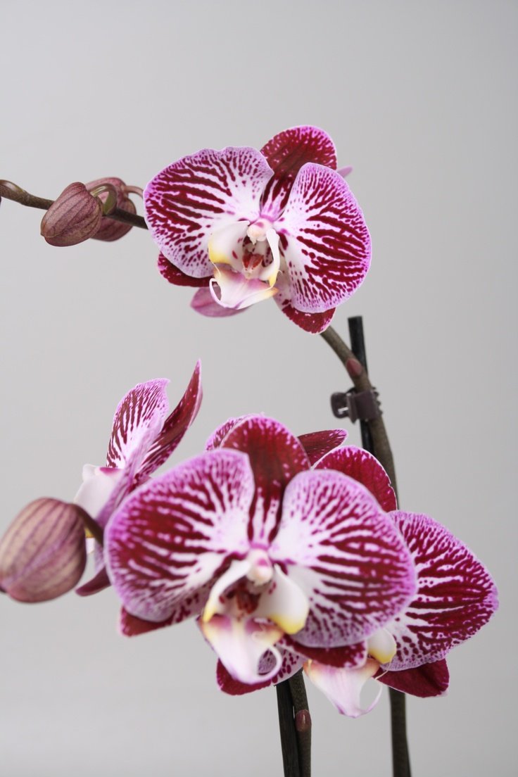 Орхидея фаленопсис Анастасия