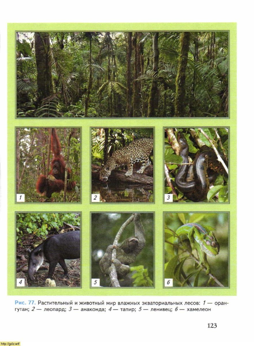 Растения и животные в влажных экваториальных лесах