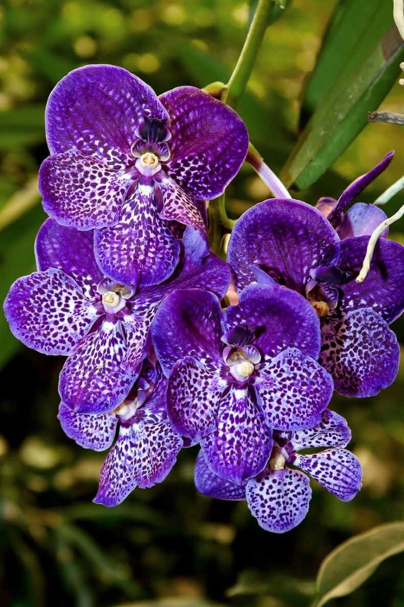 Орхидея Ванда сиреневая