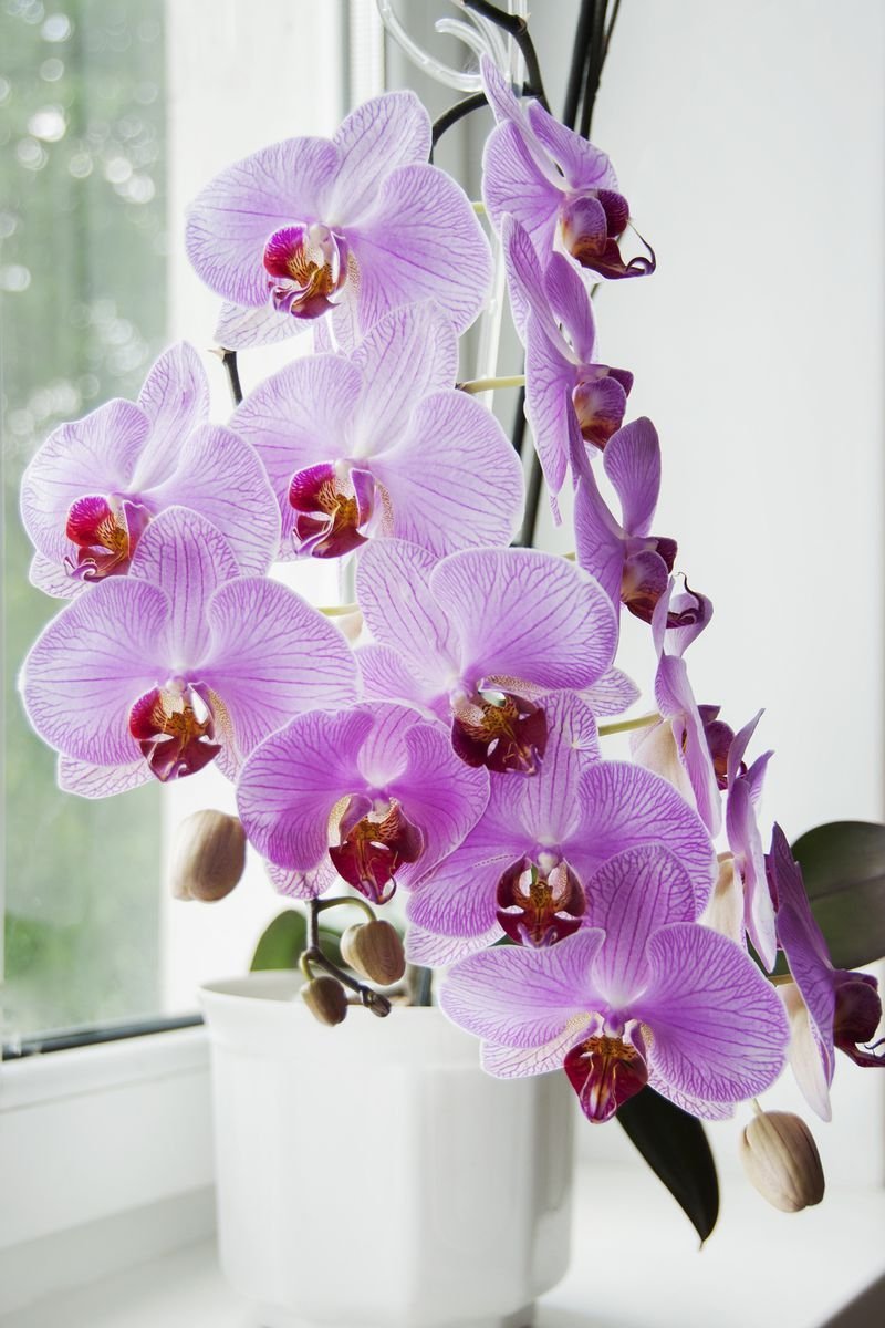 Виды орхидея