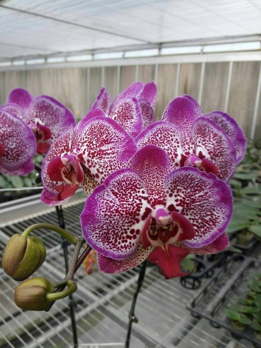 Орхидея фаленопсис Meidarland Pink