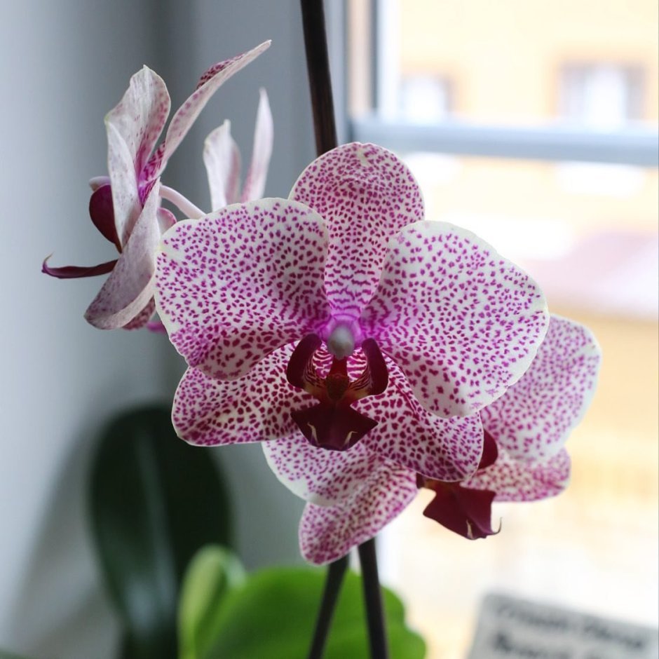 Орхидея саммер