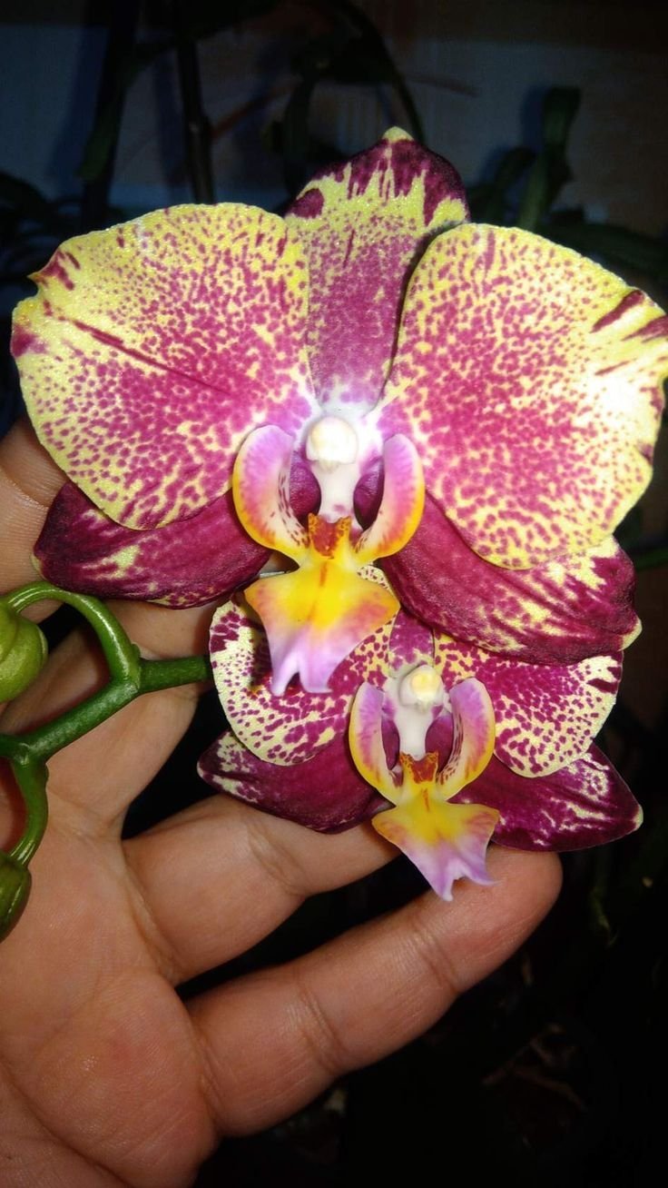 Орхидея Leco Sphinx