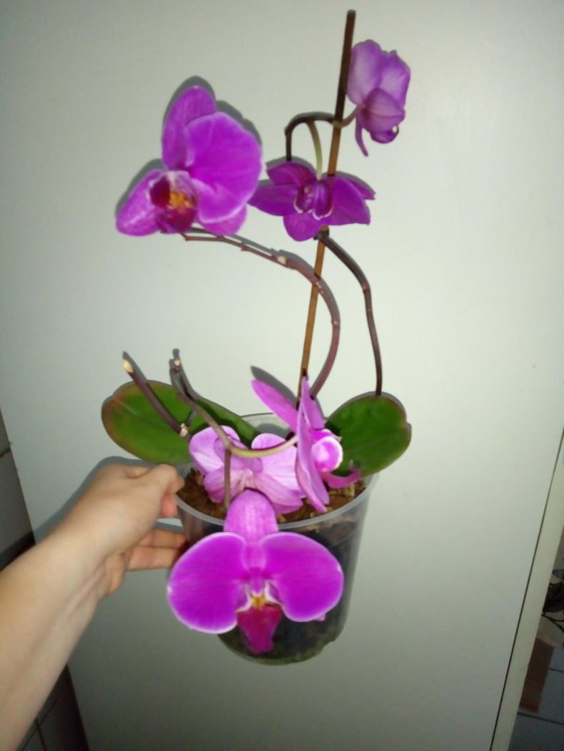 Фронтера орхидея