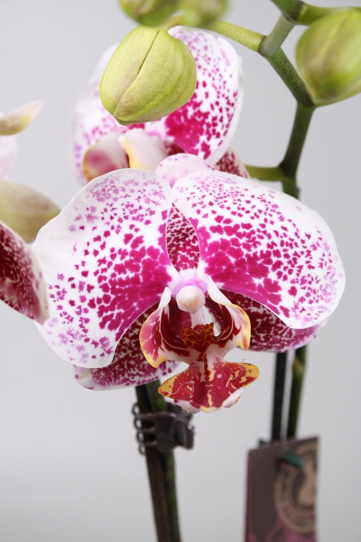 Пандора Орхидея фаленопсис