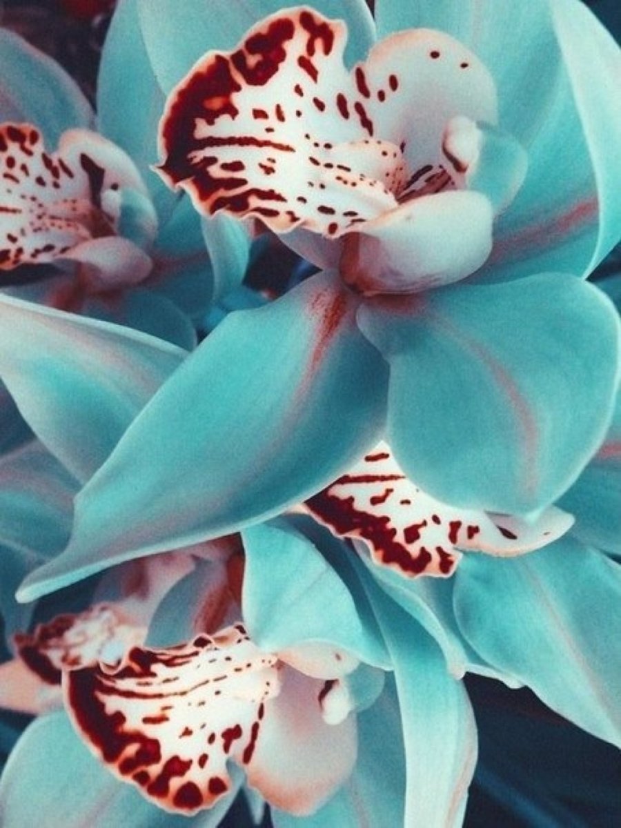 Орхидея Цимбидиум голубая