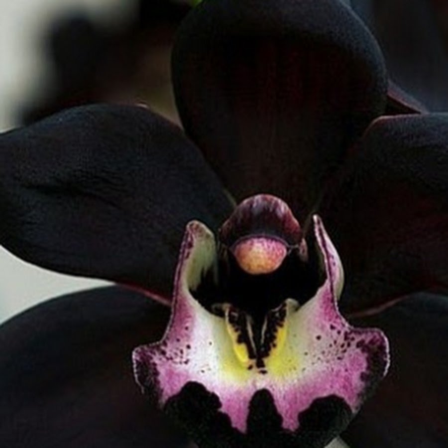 Орхидея черный медведь