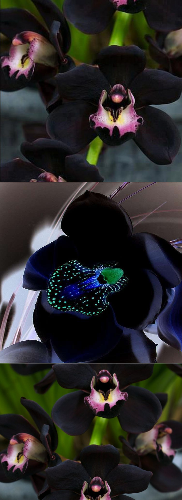 Белиз черная Орхидея