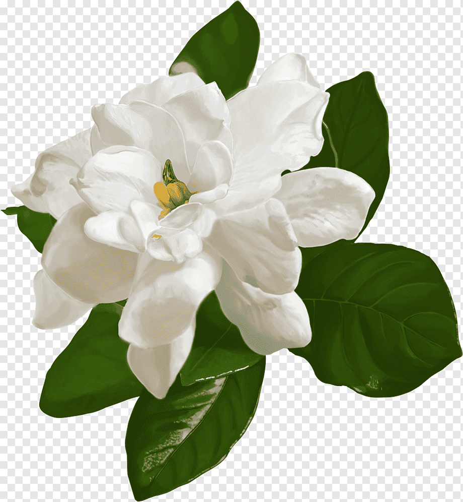 Жасмин цветок gardenia