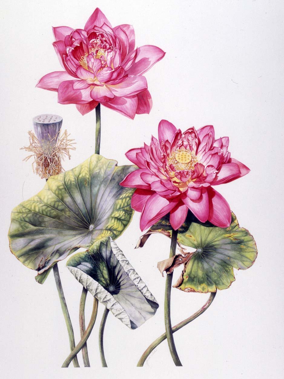 Нимфея Botanical Art