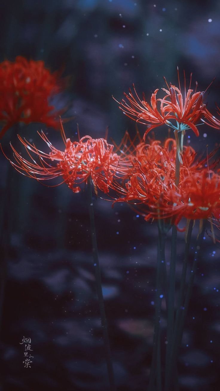 Ликорис цветок смерти Легенда