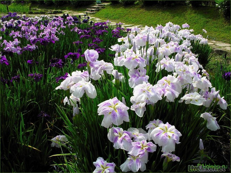 Ирис садовый (Iris Hybrid)