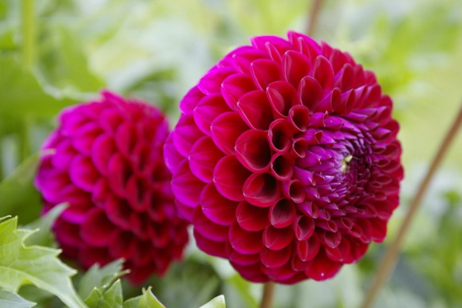 Георгина Dahlia