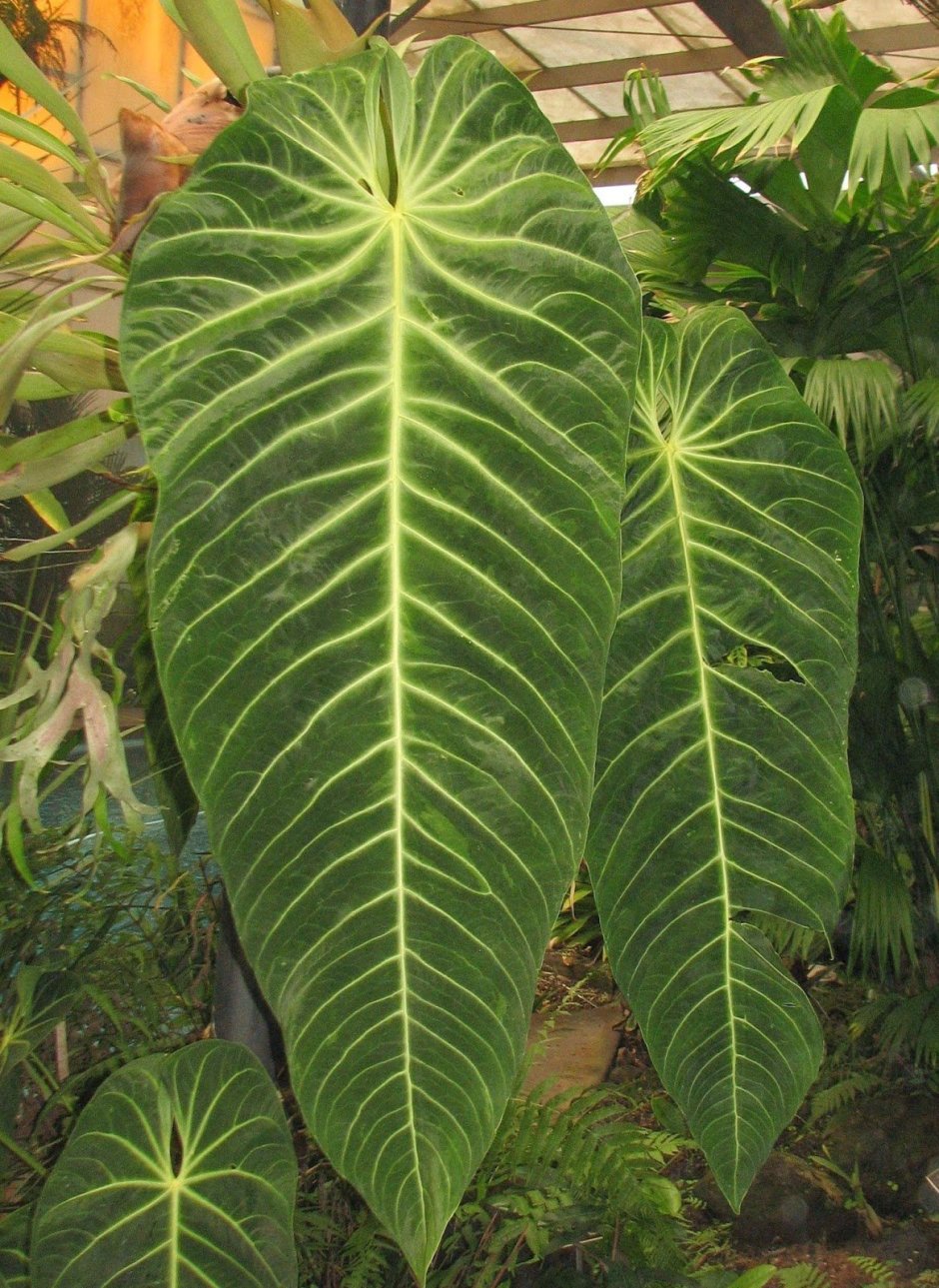 Алоказия лонгилоба Кобра