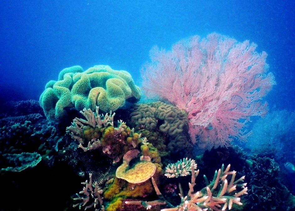 Полипы Барьерный риф