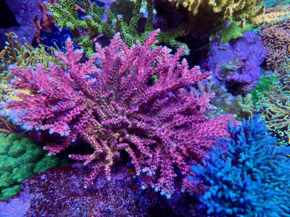 Статица коралловые рифы
