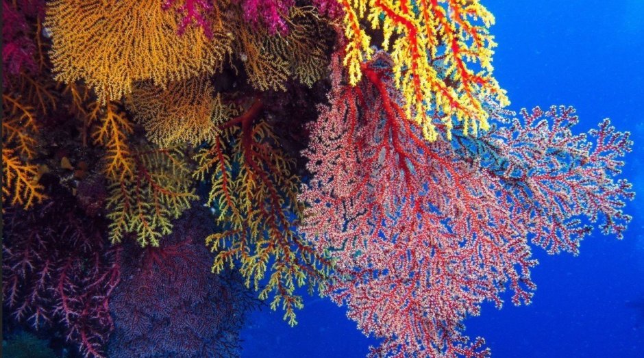 Оленерогий коралл