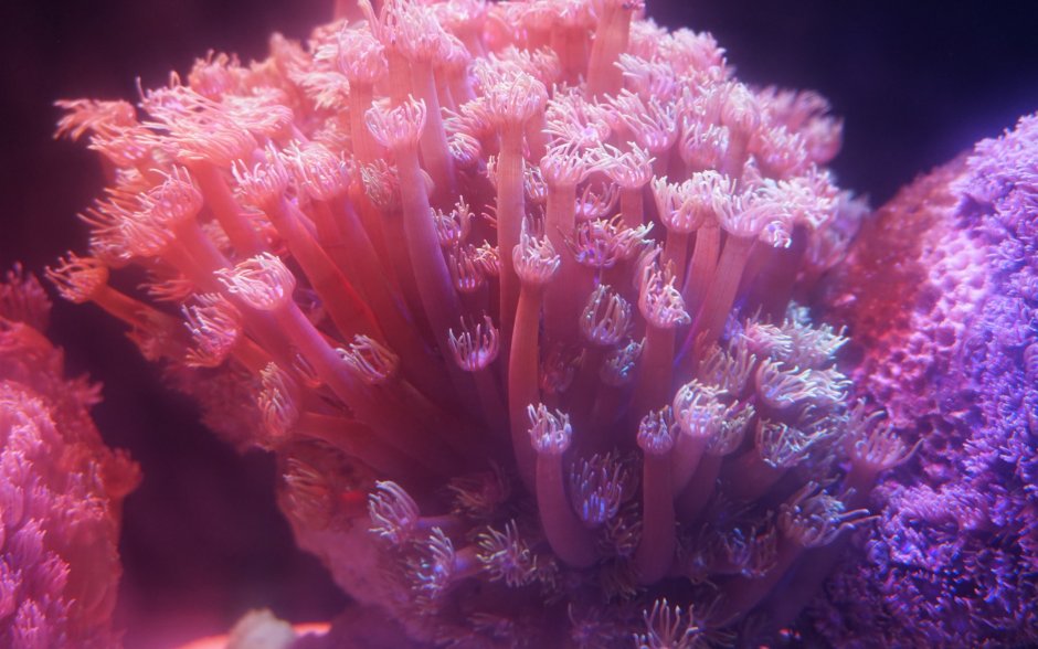 Розовый реликтовый коралл