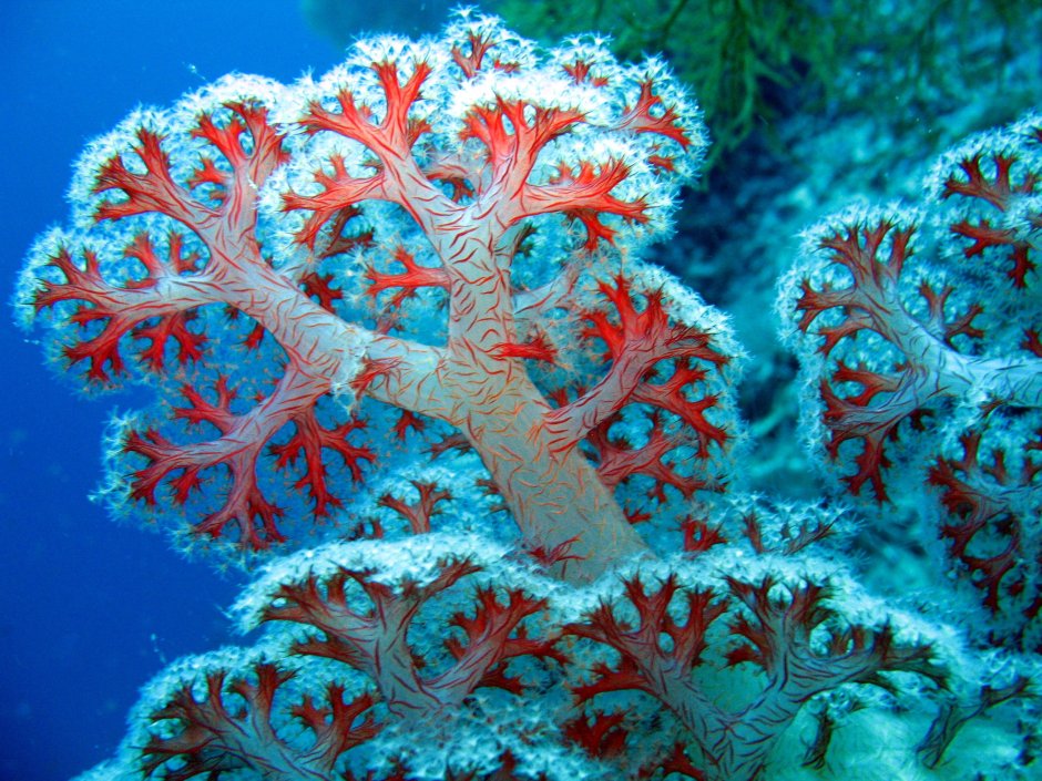 Кишечнополостные коралловые полипы