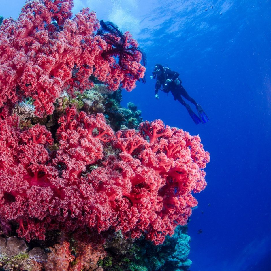 Арафурском море коралловые рифы