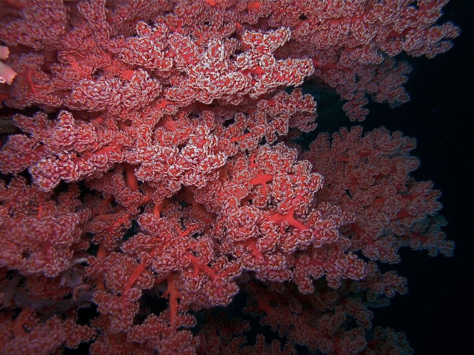 Коралловые полипы альционарии
