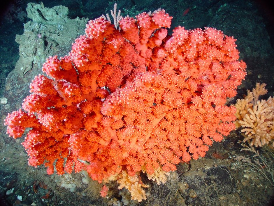 Коралловая гамма